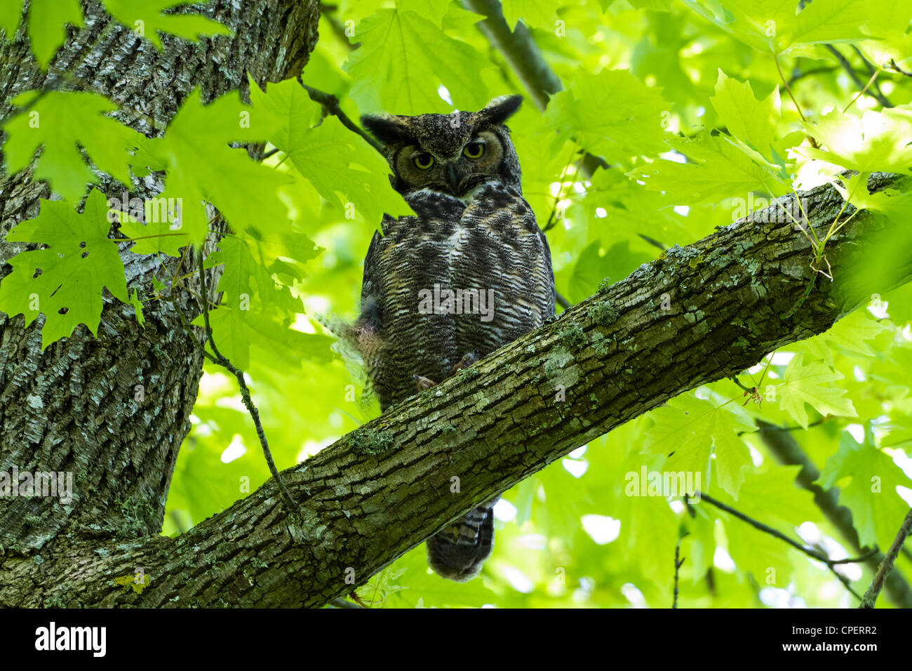 Grand-duc d'Amérique, Delta BC Canada Mai 2012 Banque D'Images