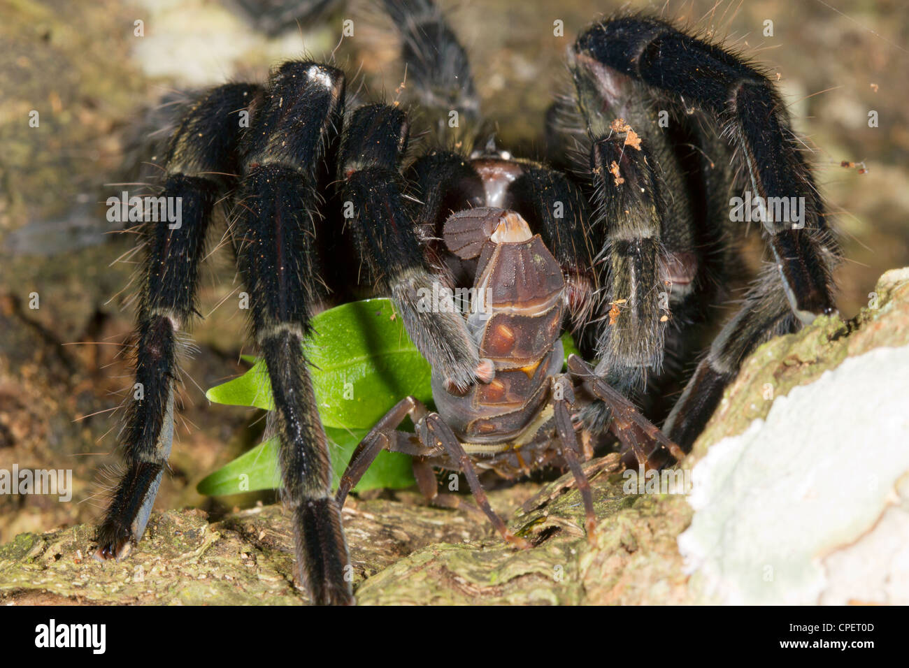 Tarantula manger un scorpion dans rainforest, Equateur Banque D'Images
