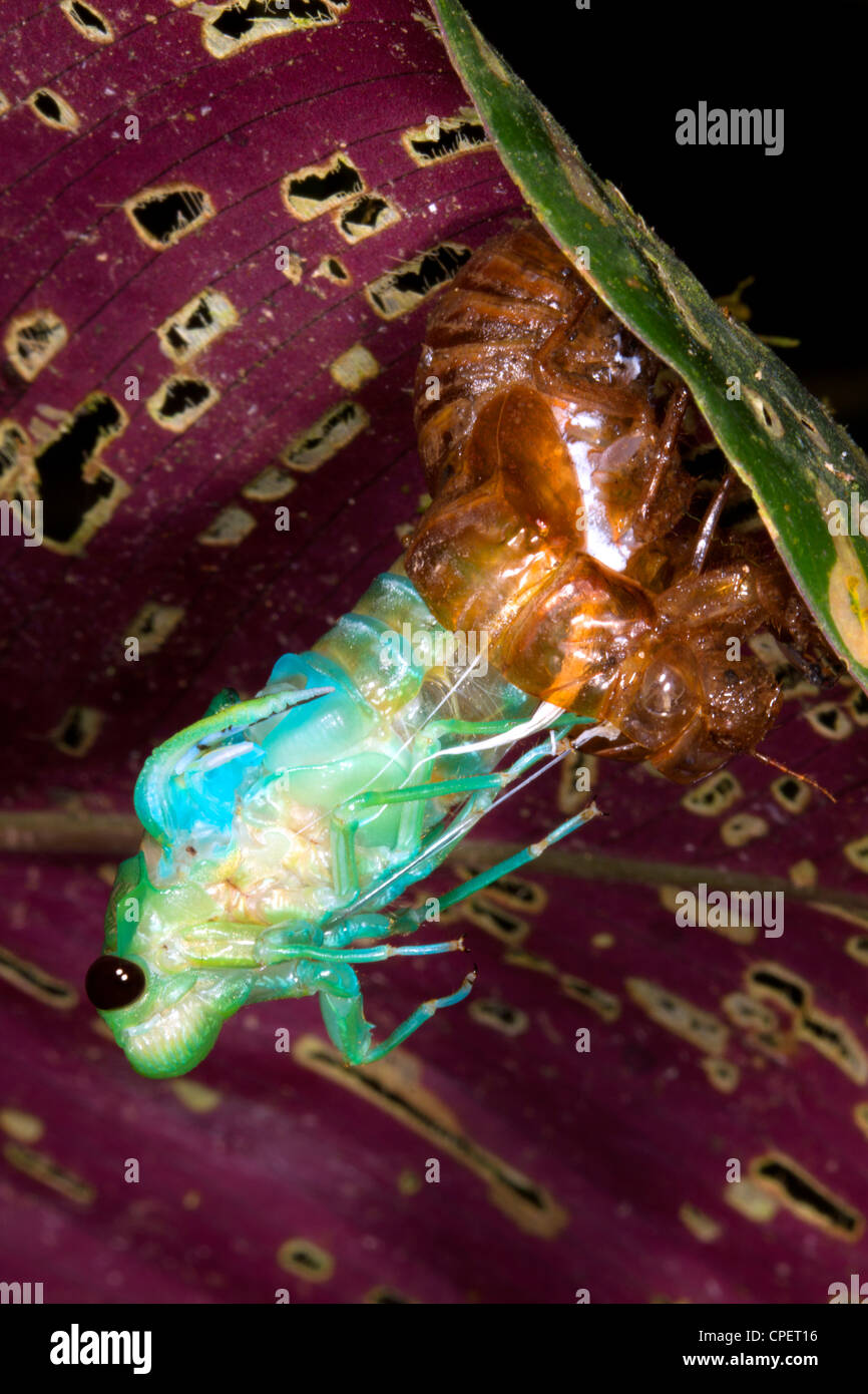 Cigale changer sa peau dans les sous-bois de forêt tropicale Banque D'Images
