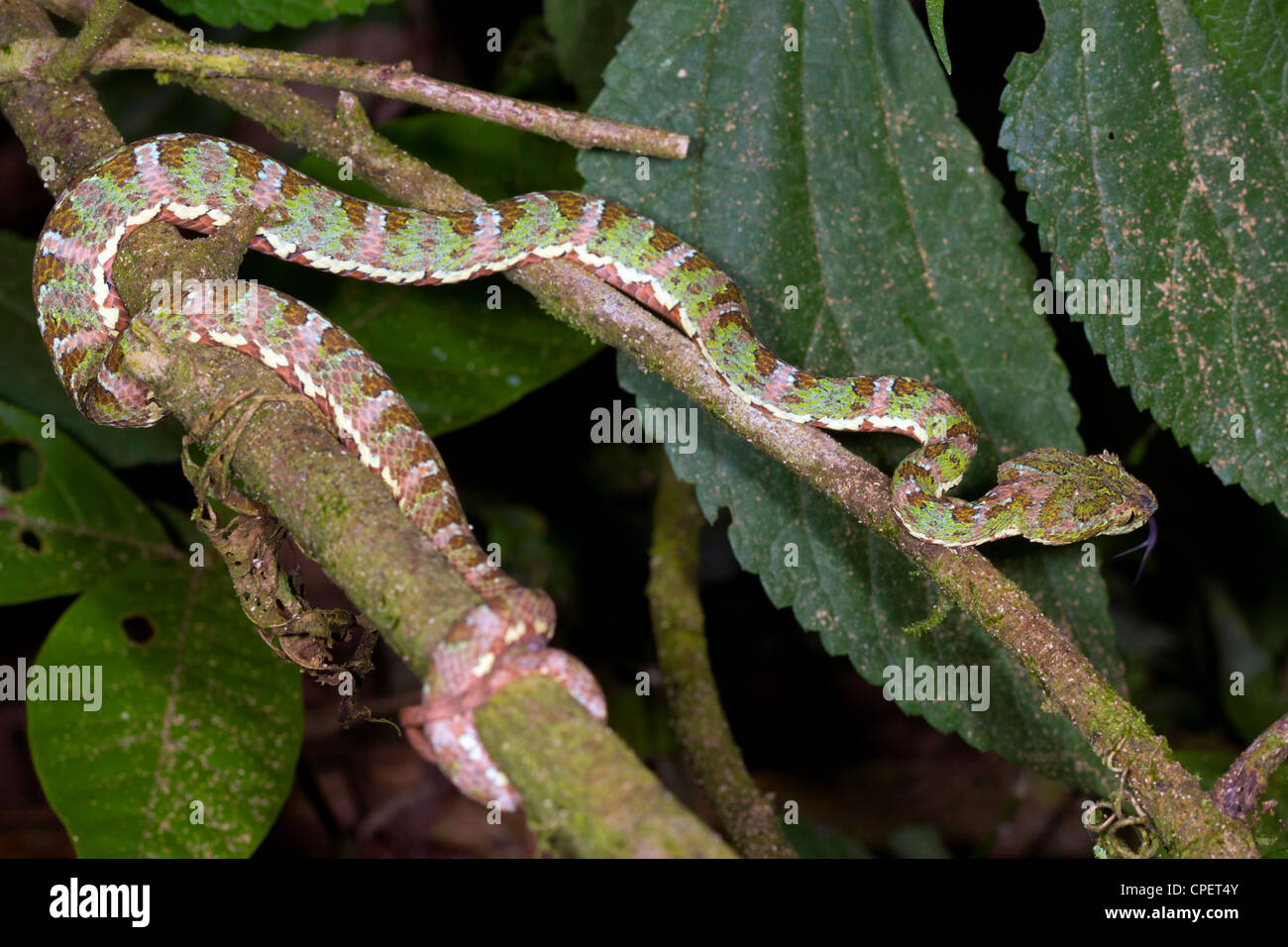 Bothriechis schlegelii viper (cils) Un pitviper venimeux de l'ouest de l'Équateur active dans la forêt pluviale la nuit Banque D'Images