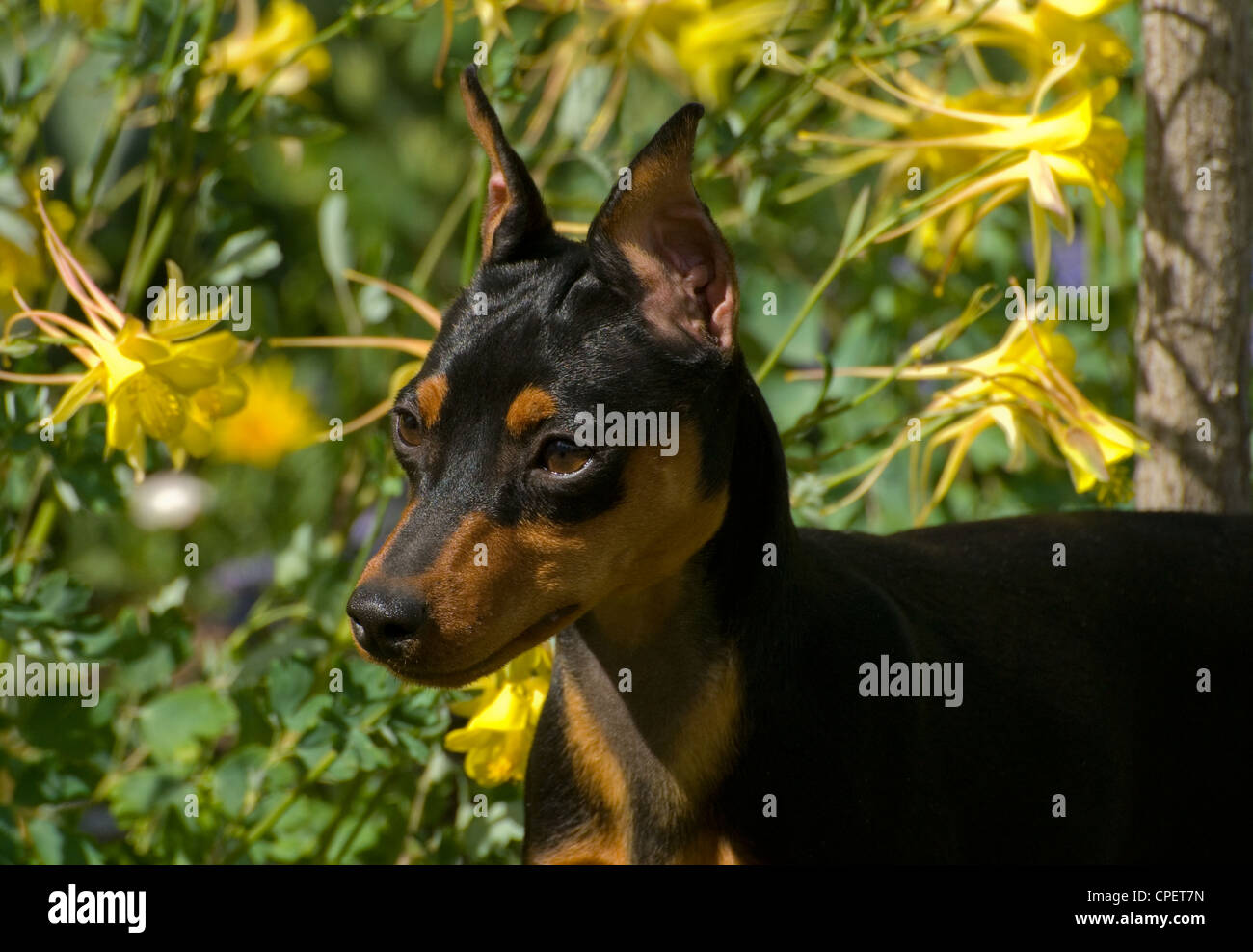Pinscher Nain-close up Banque D'Images