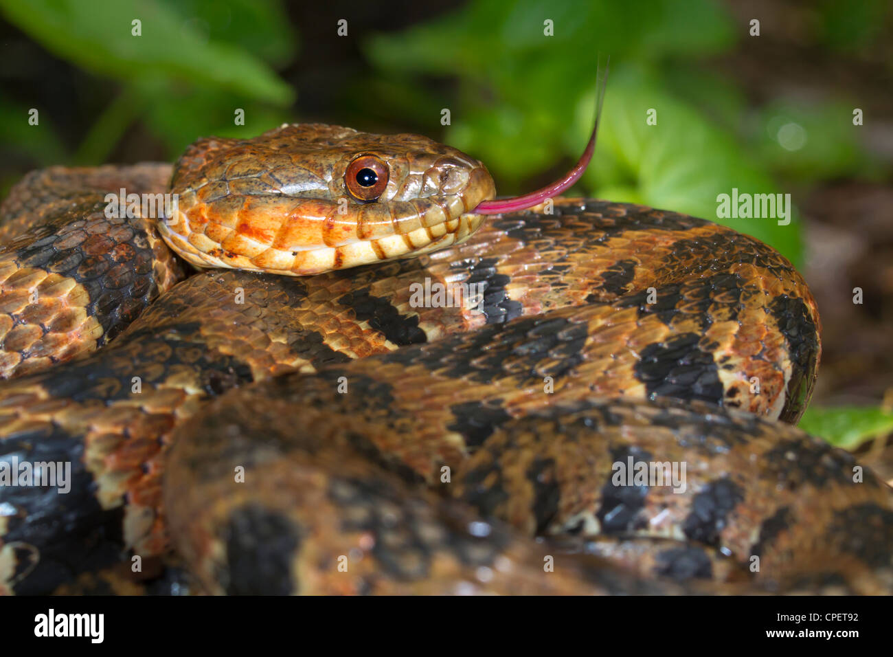 Couleuvre d'eau (Nerodia sipedon) portrait (Géorgie, USA). Banque D'Images