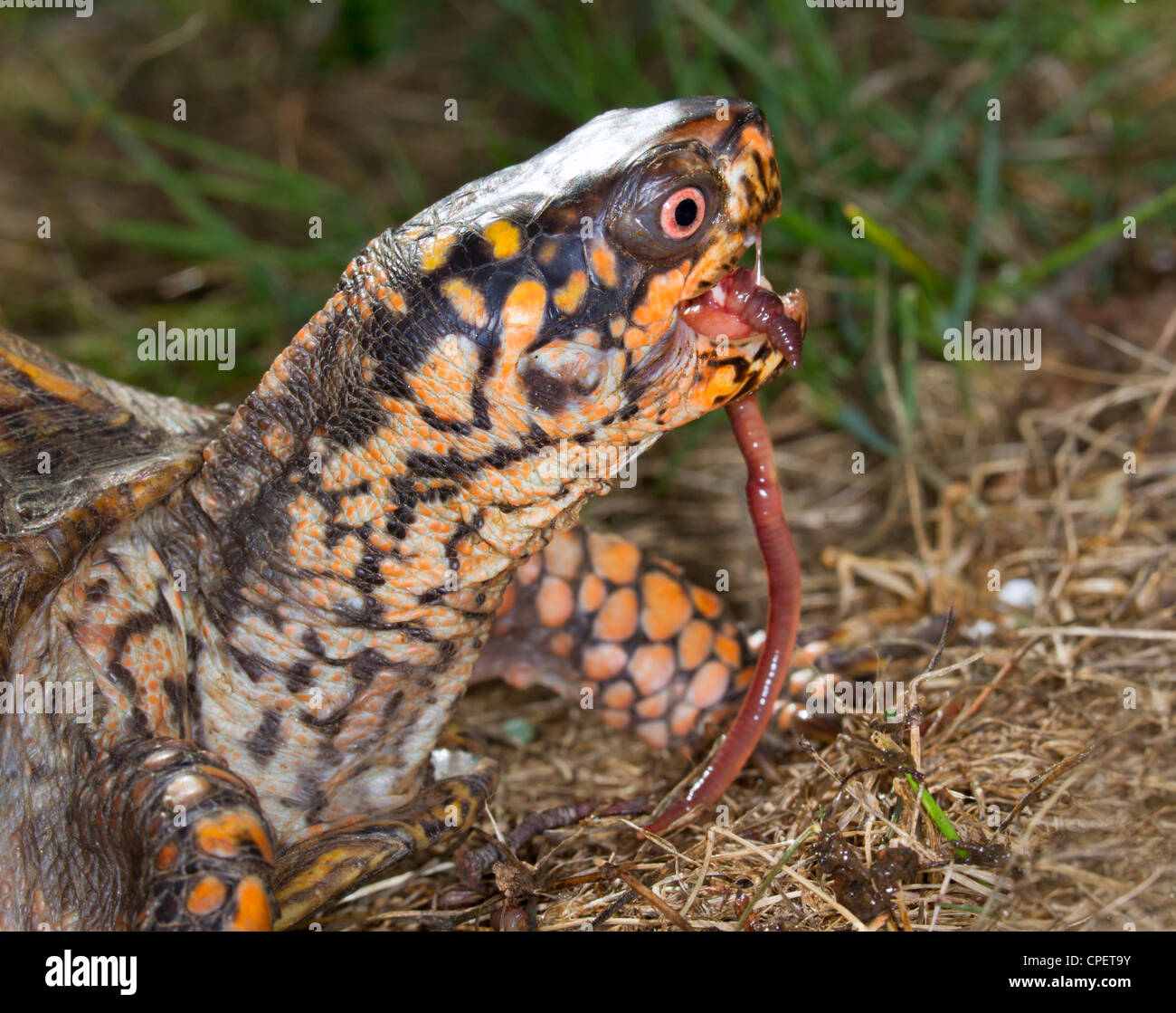 Tortue tabatière (Terrapene carolina) manger un ver de terre (Géorgie, USA). Banque D'Images