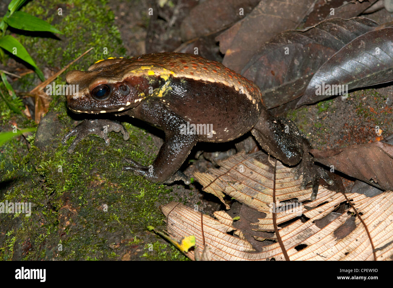 Toad Rhinella sp., Lake Balaton forêt tropicale, Parc national Yasuni, en Equateur Banque D'Images