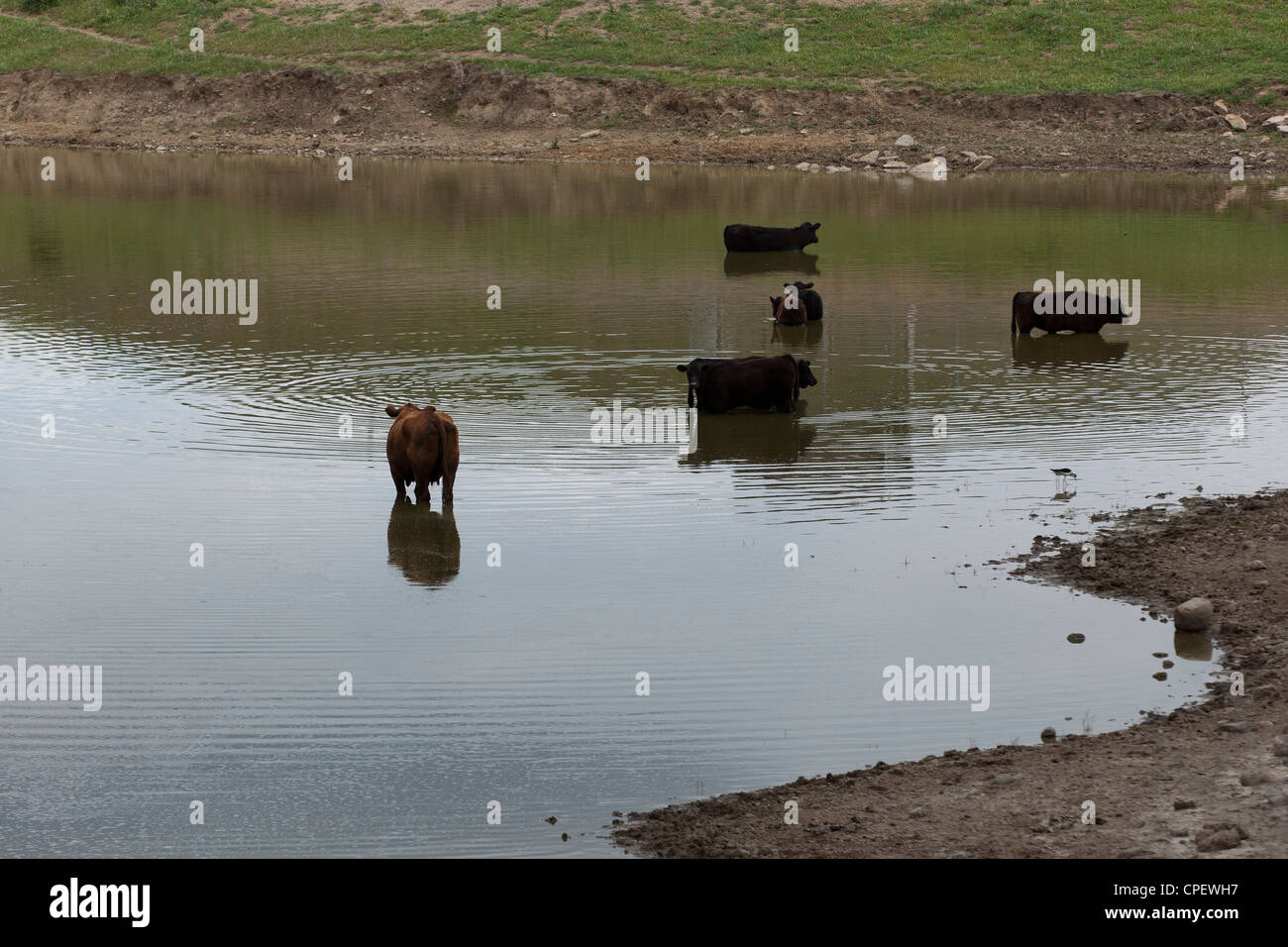 Free range les bovins pataugeant dans l'étang - California USA Banque D'Images