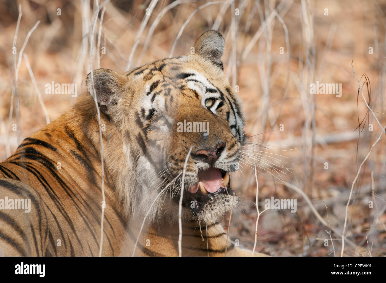 Waghdoh ou Scarface énorme tigre mâle dominant à Tadoba, Inde. ( Panthera tigris ) Banque D'Images