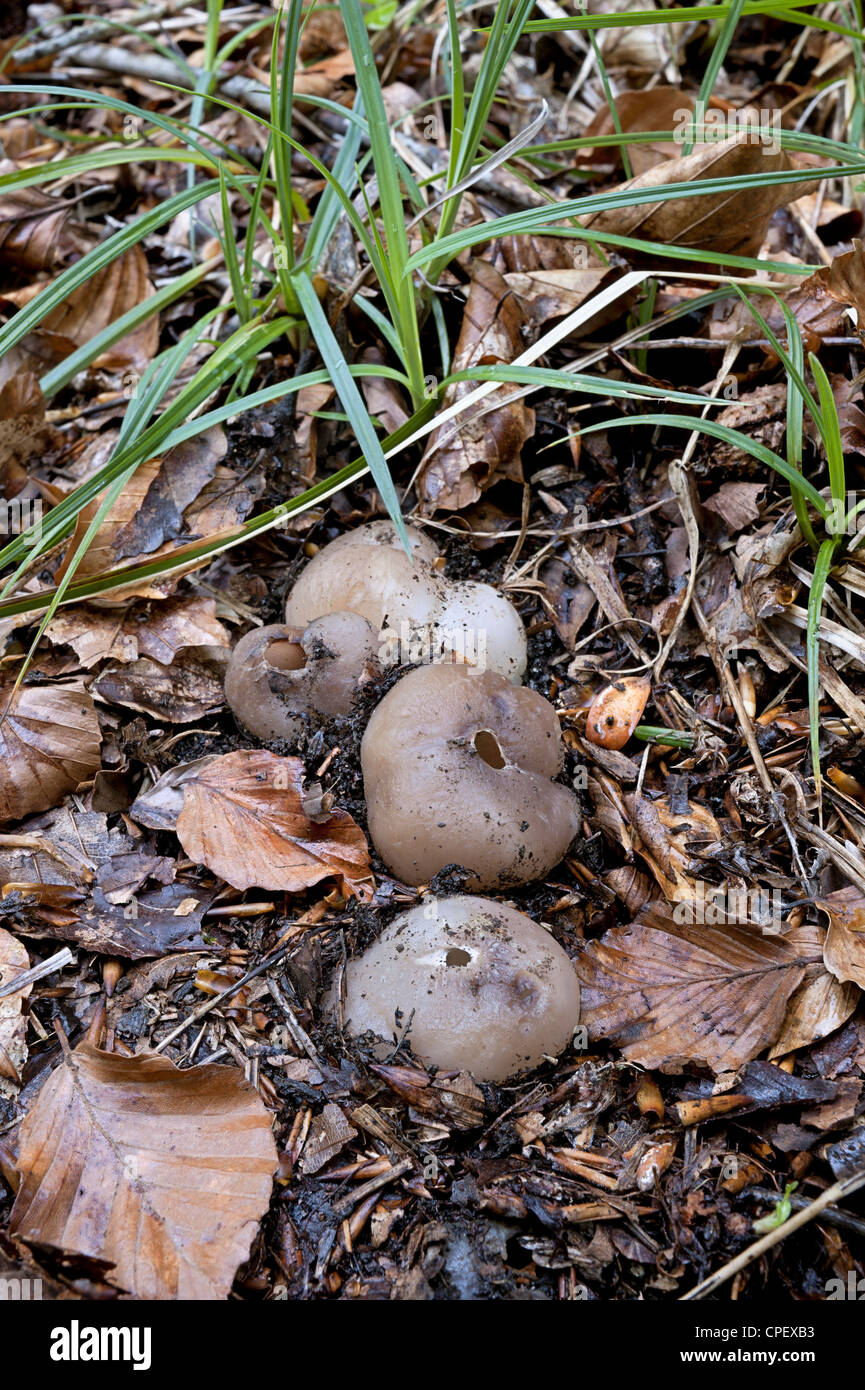 Couronne violette-cup ; Sarcosphaera coronaria sur plancher bois Banque D'Images