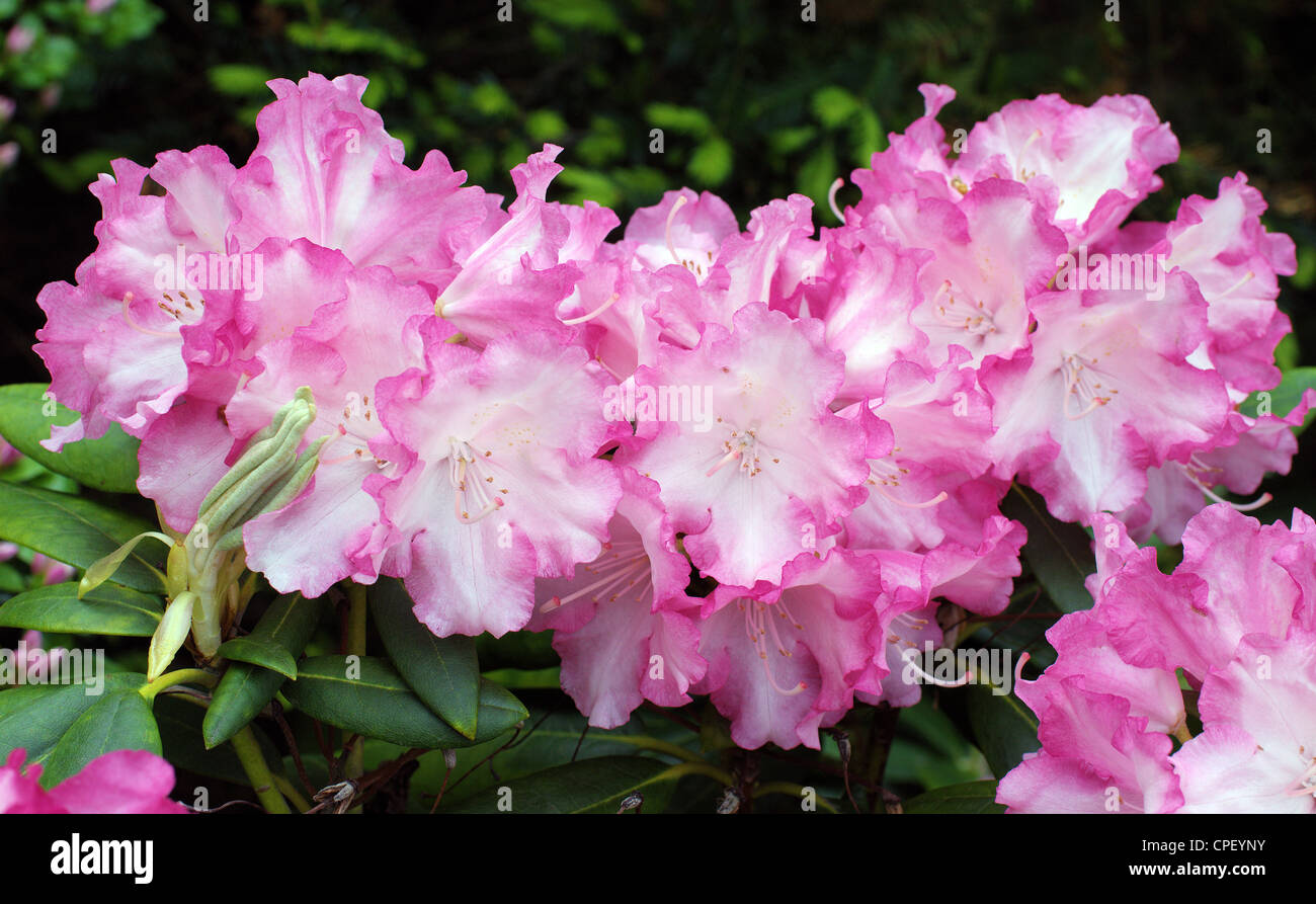 Rose blanc riche d'abondantes fleurs rhododendrons Banque D'Images