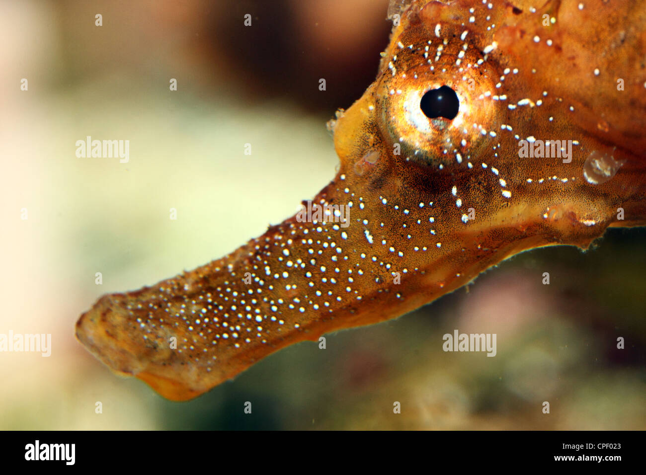 Saehorse Banque D'Images