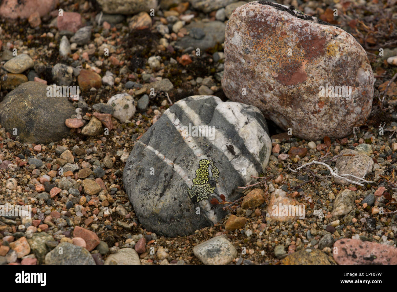 Rochers de la toundra arctique canadien lichen esker north Banque D'Images
