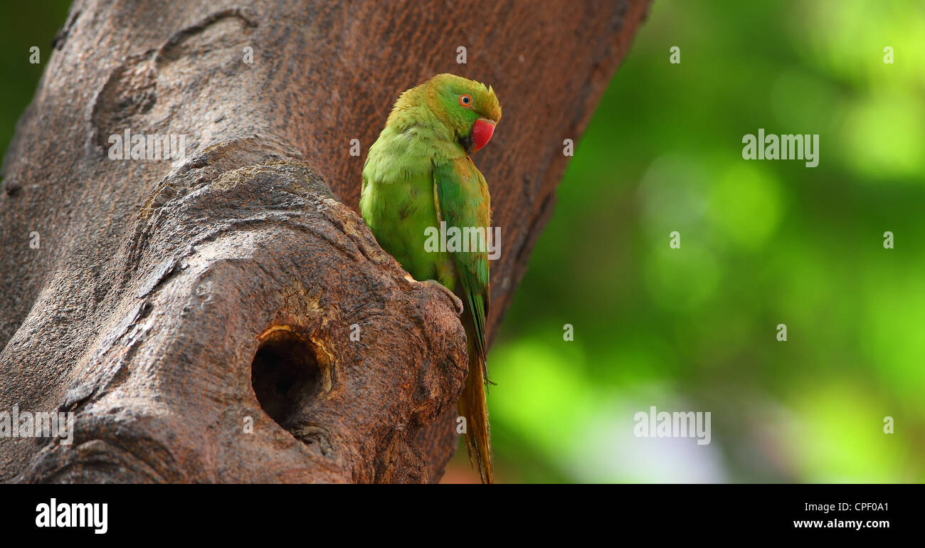 Héron pourpré Banque D'Images
