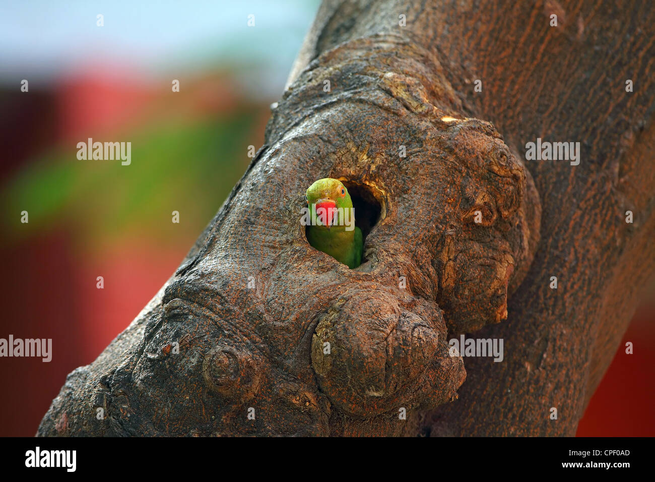 Héron pourpré Banque D'Images