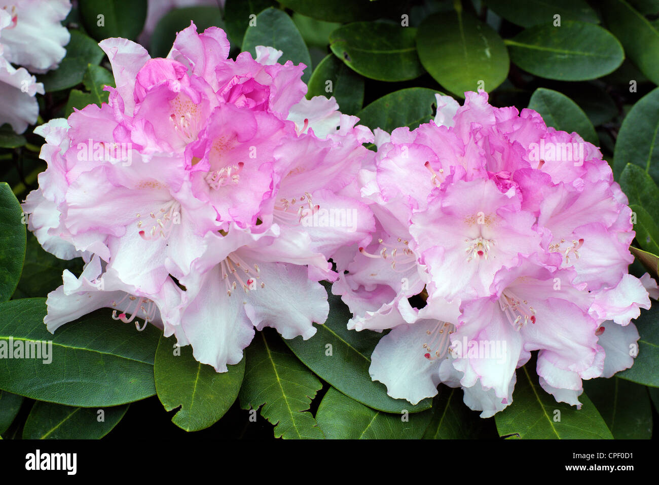 Rose blanc riche d'abondantes fleurs rhododendrons Banque D'Images