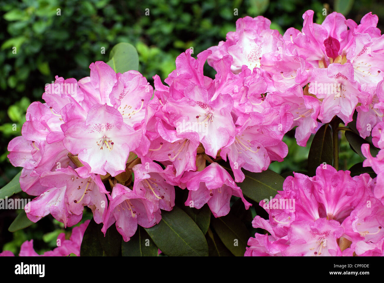 Rose blanc riche d'abondantes fleurs rhododendrons Banque D'Images