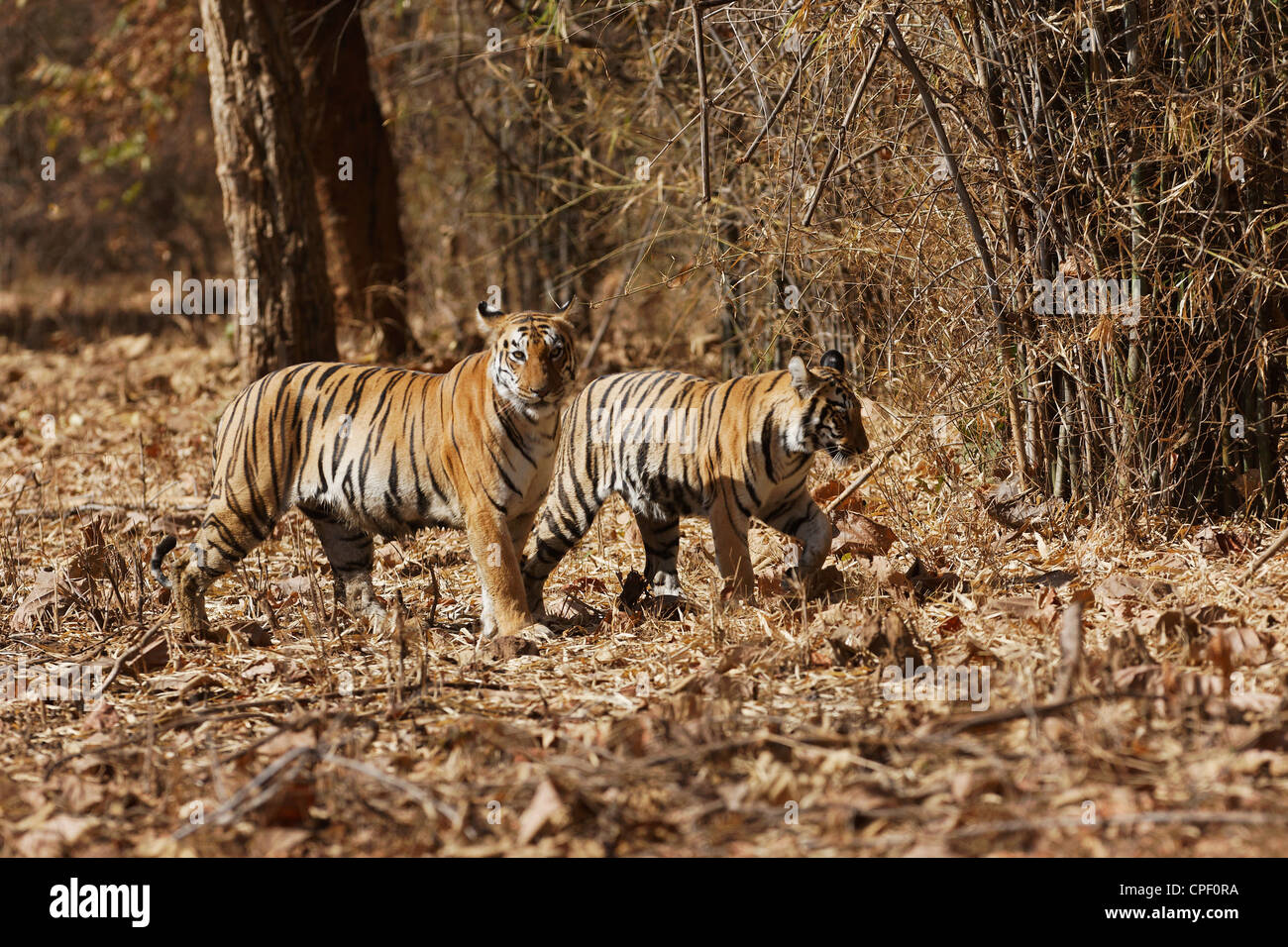 Pandharponi Tigresse et son petit dans la forêt de Tadoba, Inde. ( Panthera tigris ) Banque D'Images