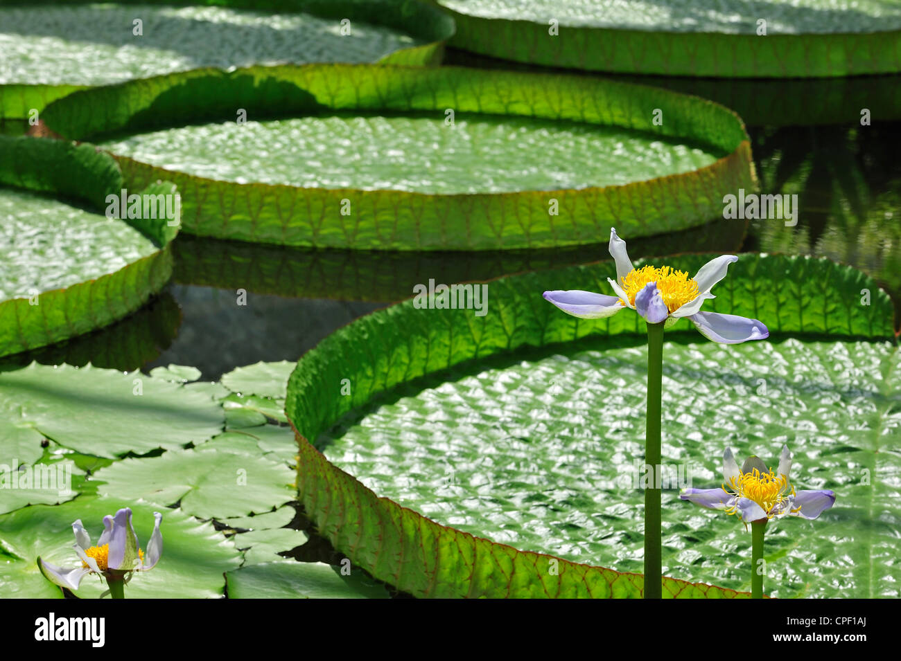 Australian Water Lily parmi les nénuphars d'eau géantes (Victoria Amazonica / regia) dans Jardin Botanique National de Belgique à Meise Banque D'Images