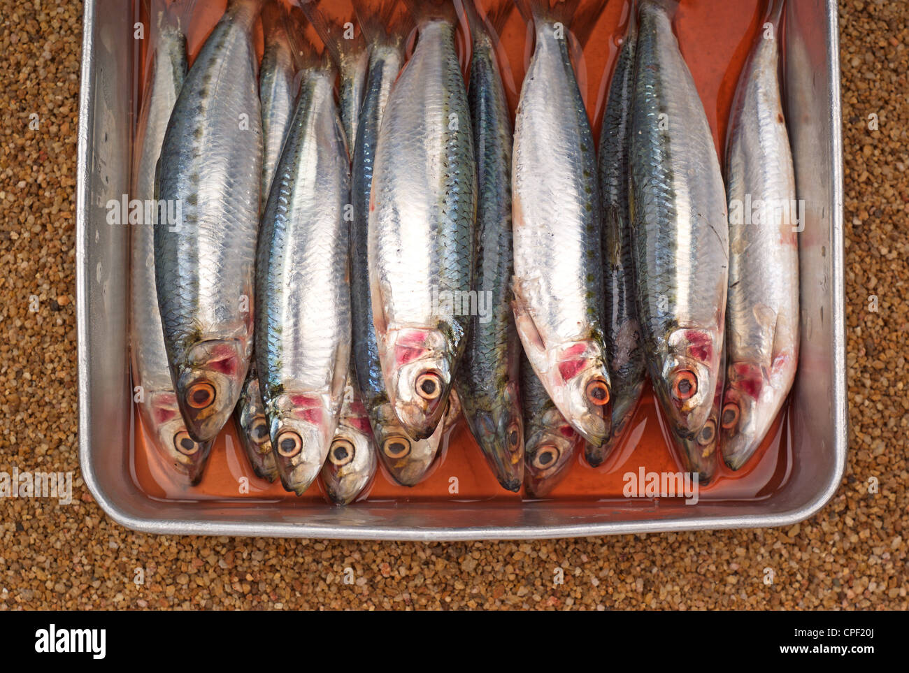 Sardines fraîches Banque D'Images