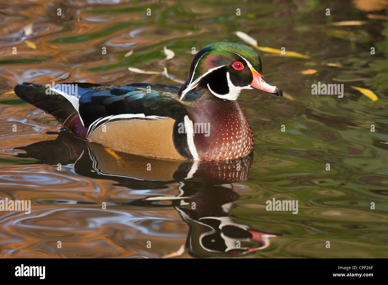 Canard branchu drake sur l'étang en automne-Victoria, British Columbia, Canada. Banque D'Images