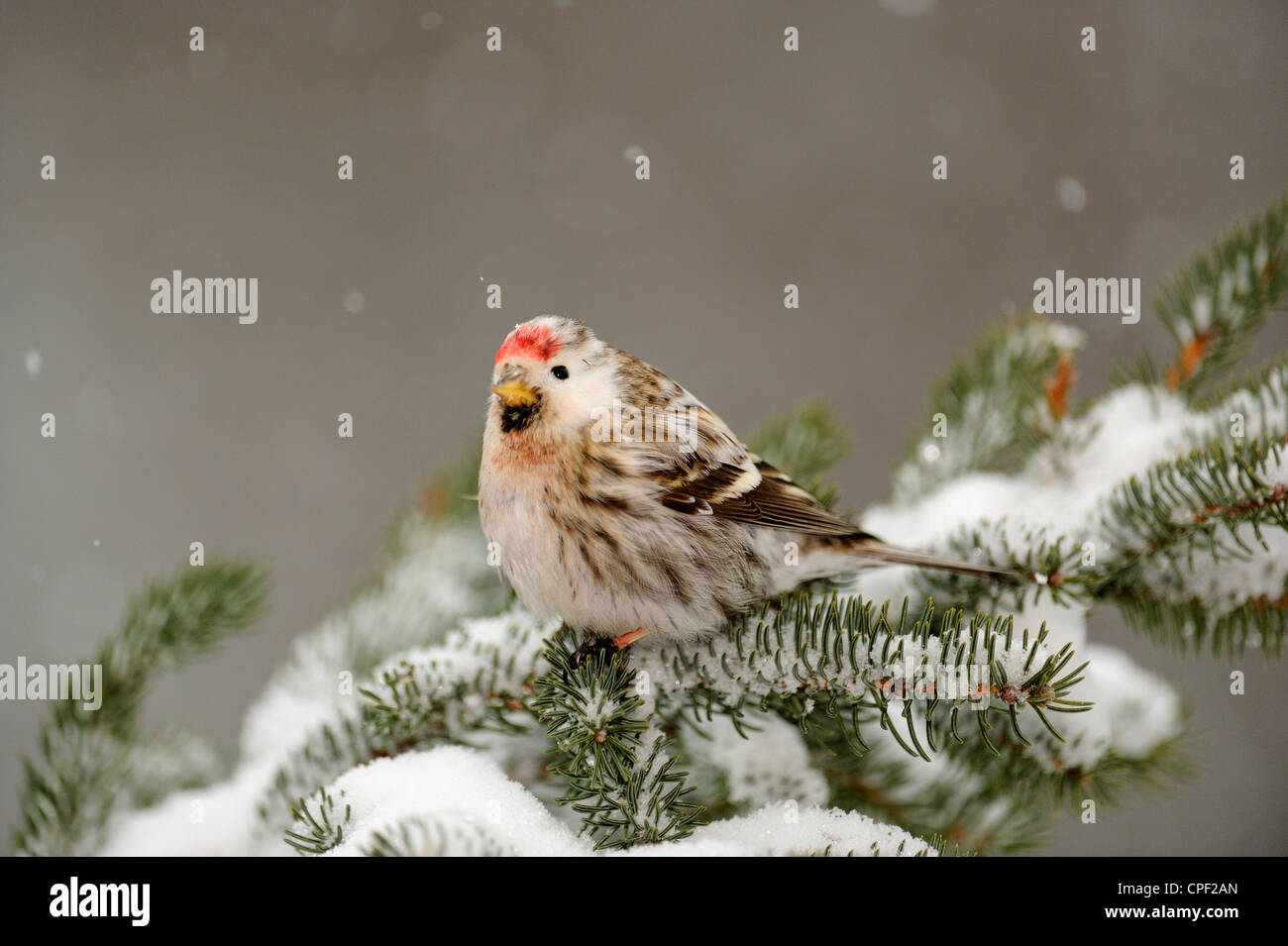 Sizerin flammé (Carduelis flammea), le Grand Sudbury, Ontario, Canada Banque D'Images