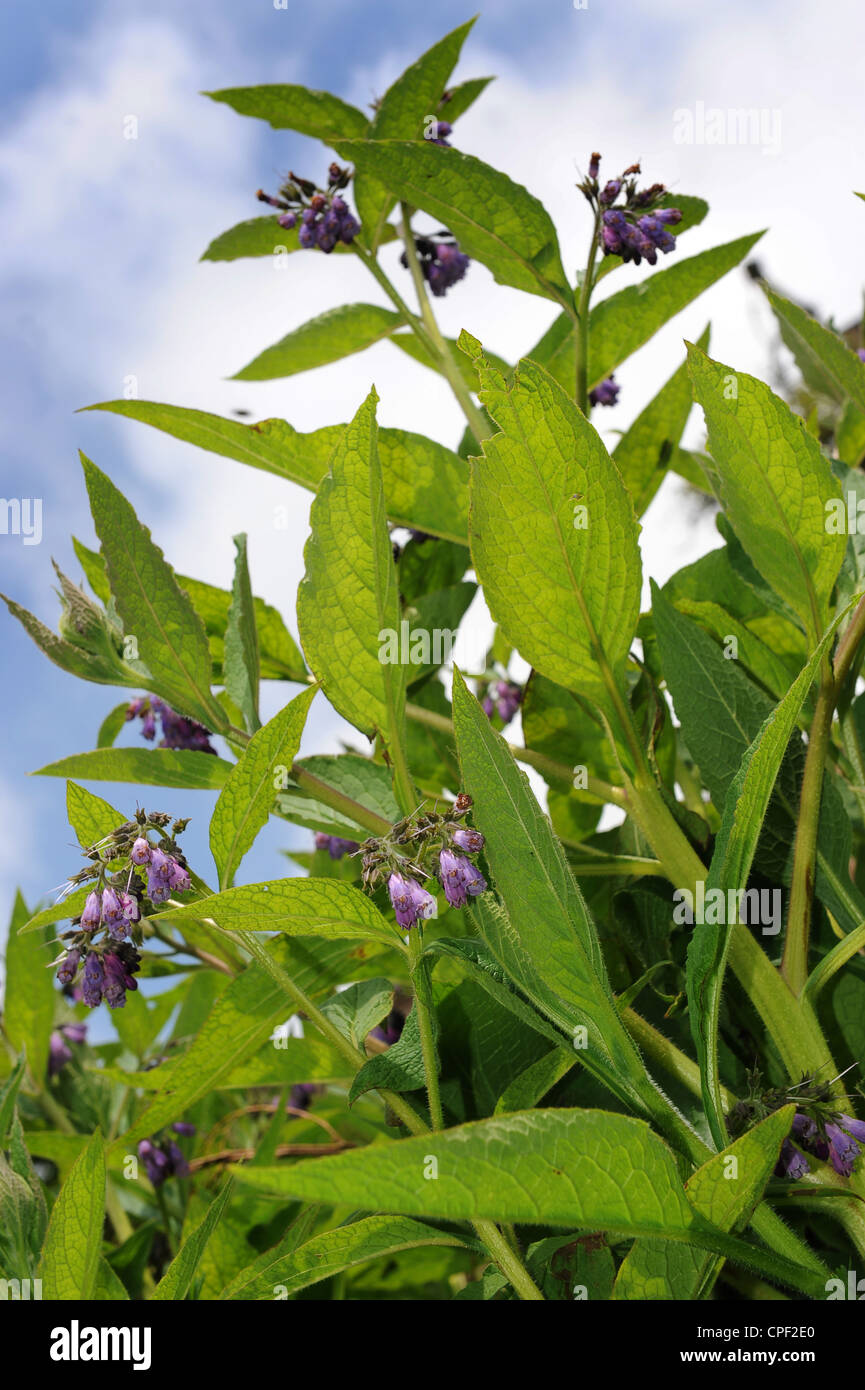 Symphytum officinale Consoude commun Uk Banque D'Images