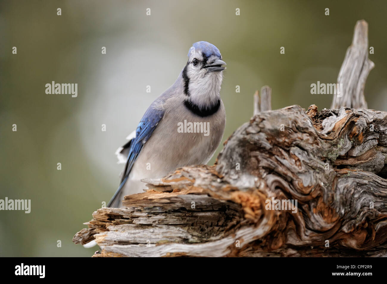 Le Geai bleu (Cyanocitta cristata) Visite de graine de tournesol, d'alimentation d'hiver le Grand Sudbury, Ontario, Canada Banque D'Images