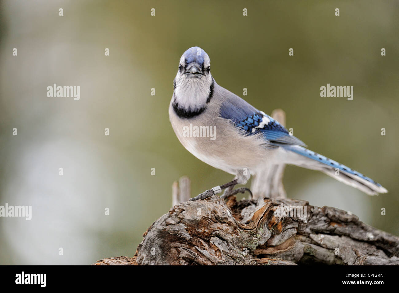 Le Geai bleu (Cyanocitta cristata) Visite de graine de tournesol, d'alimentation d'hiver le Grand Sudbury, Ontario, Canada Banque D'Images