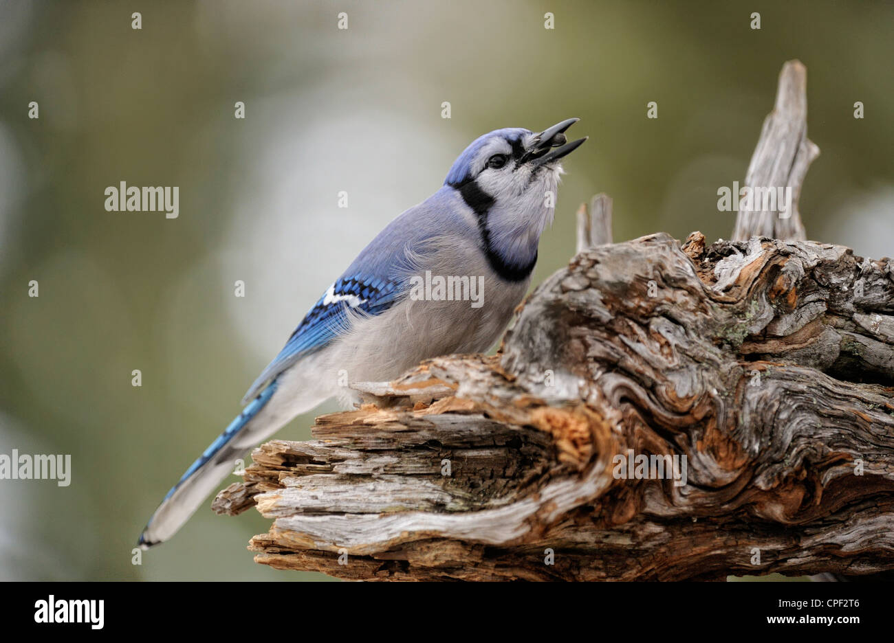 Le Geai bleu (Cyanocitta cristata) Visite de graine de tournesol, d'alimentation d'hiver le Grand Sudbury, Ontario, Canada Banque D'Images