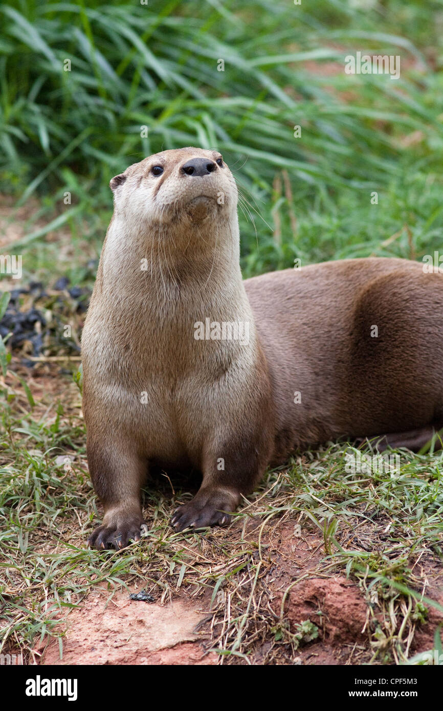 L'Amérique du Nord des mammifères aquatiques loutre de rivière Otter Swimmer Banque D'Images
