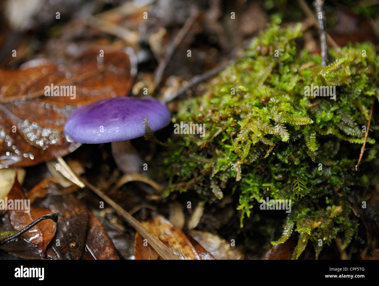 Champignon violet, dans cloudforest, Costa Rica Banque D'Images