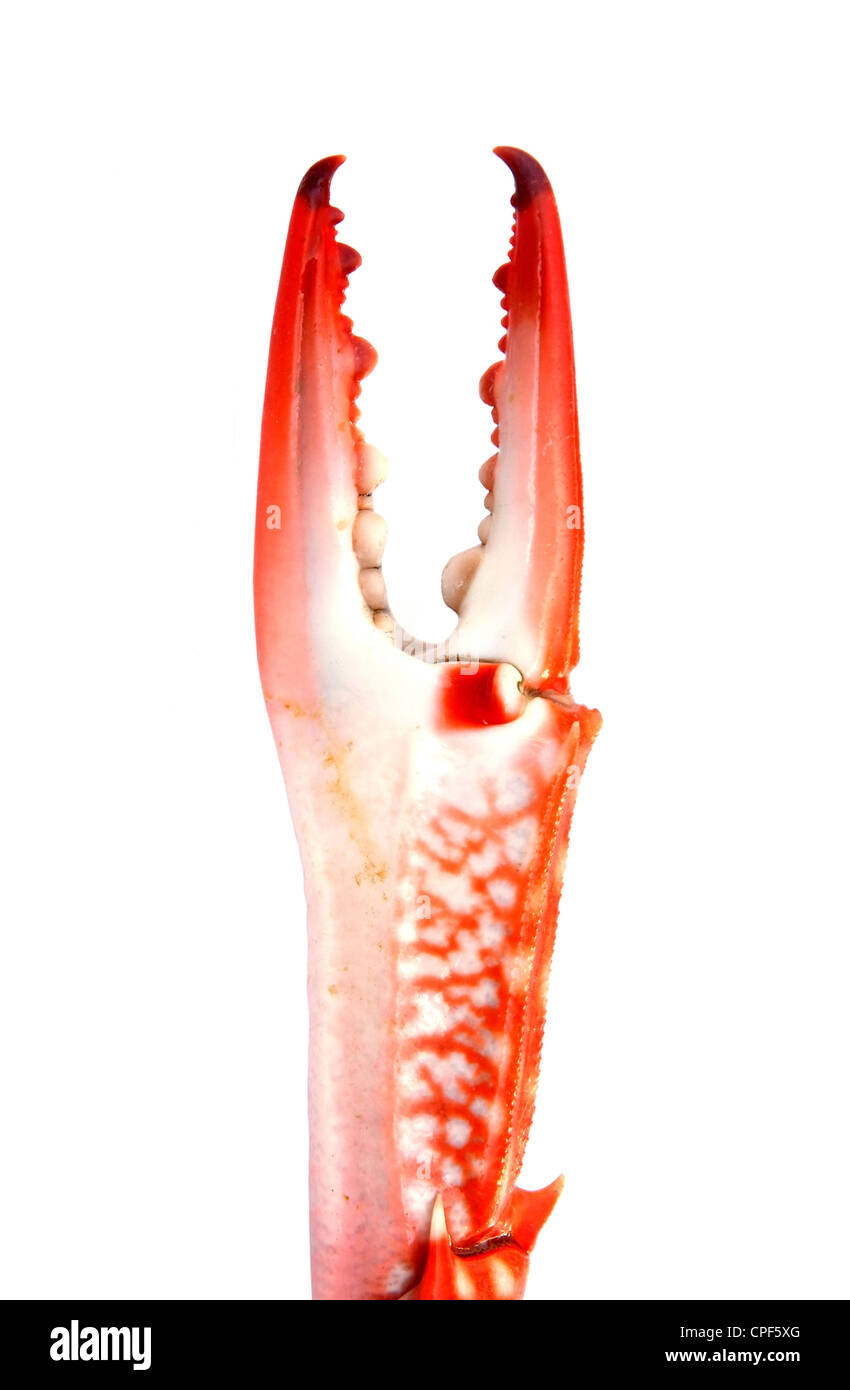 Pince de crabe rouge isolé sur fond blanc Banque D'Images