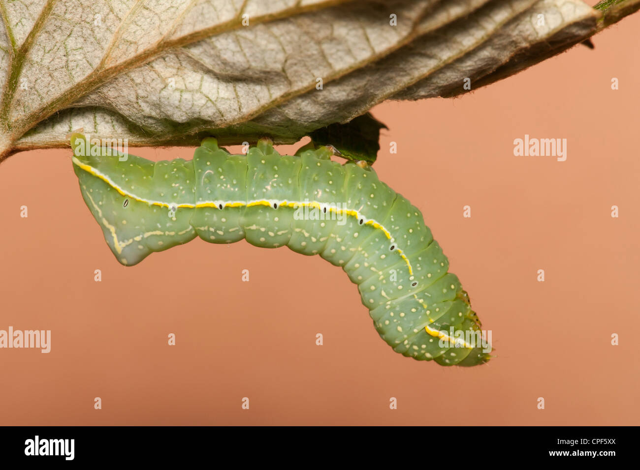 Une espèce d'ailes de cuivre (Amphipyra pyramidoides) chenille (larve) se nourrissent d'une feuille de vigne sauvage Banque D'Images