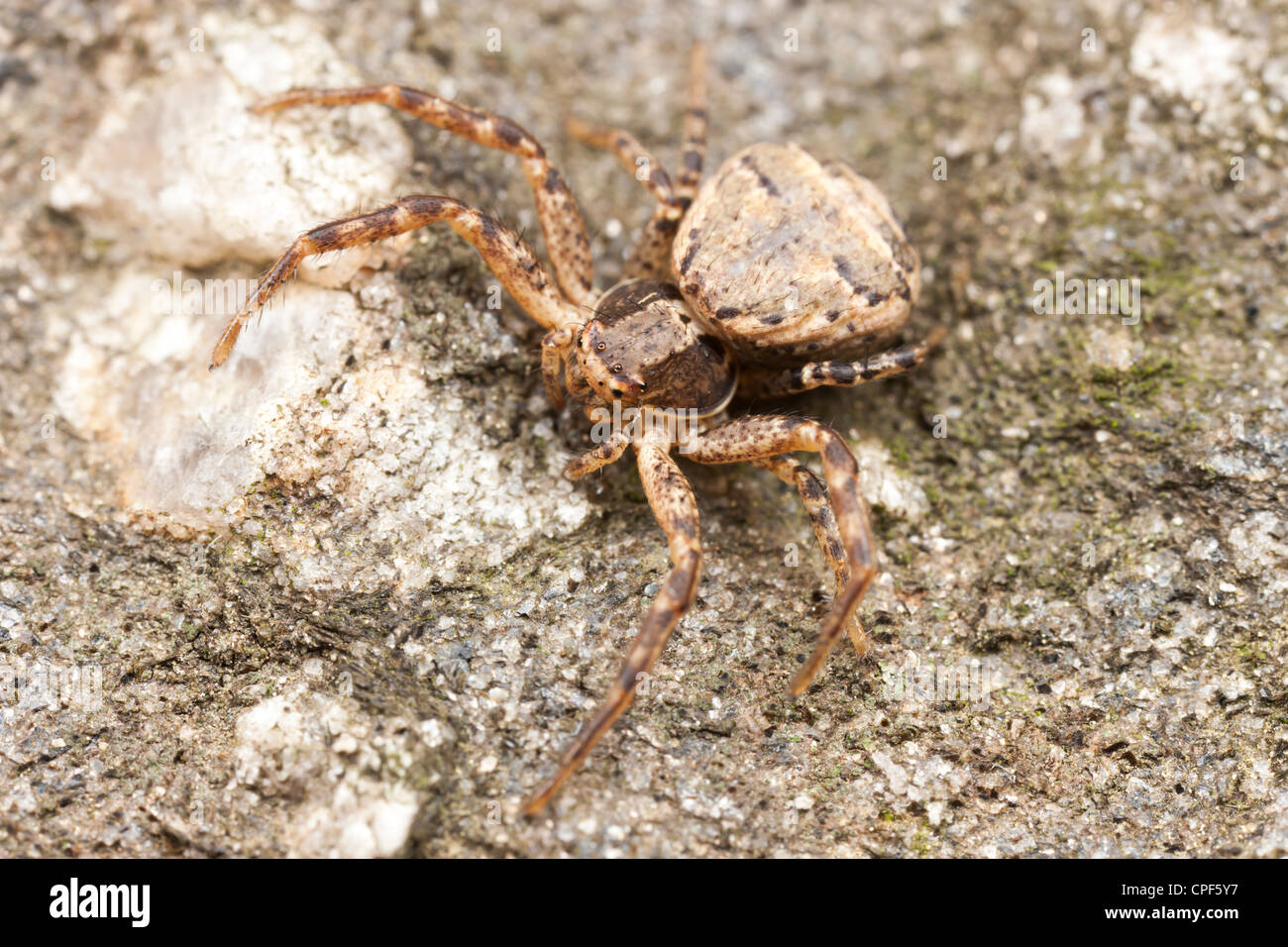 Crabe araignée (Xysticus sol ferox) - Femmes Banque D'Images