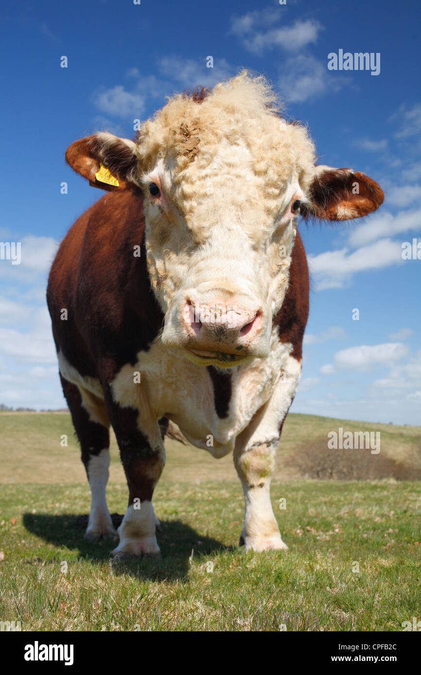 Portrait d'un taureau Hereford pedigree sur une ferme biologique dans les collines galloises. Powys, Pays de Galles. Banque D'Images