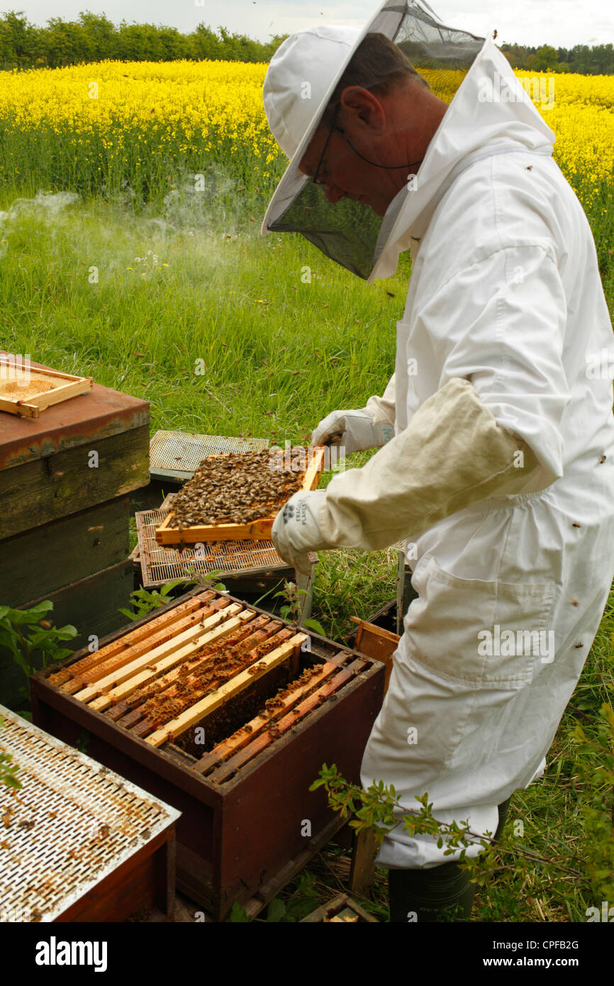 L'apiculture professionnelle. L'examen de l'apiculteur de châssis comb'abeille à miel (Apis mellifera) pour les cellules royales. Banque D'Images