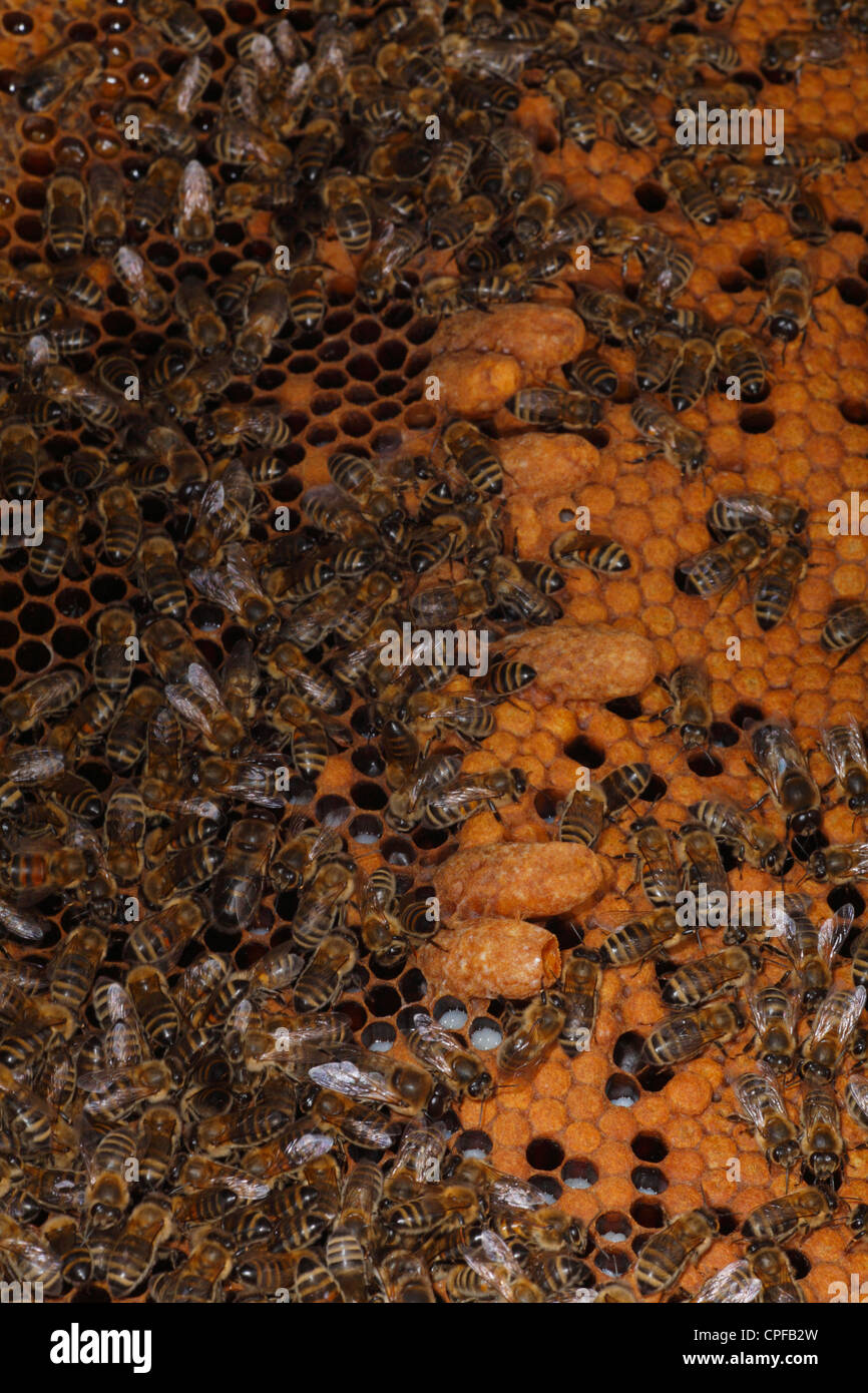 Peigne de ruche d'abeille à miel (Apis mellifera) avec ouvrières et quelques cellules royales. Shropshire, Angleterre. Banque D'Images