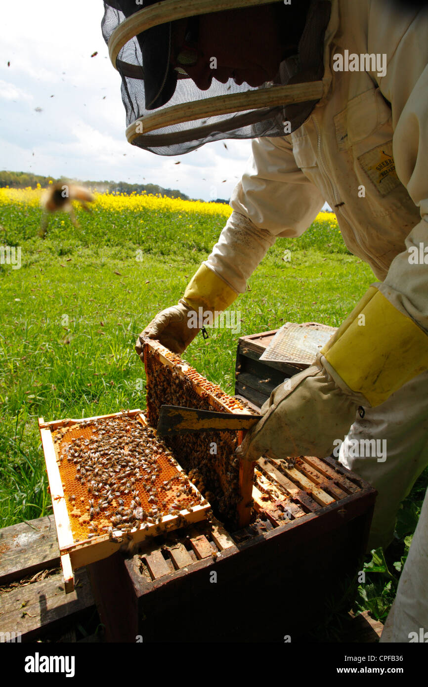 L'apiculture professionnelle. L'examen de l'apiculteur ruches d'abeille à miel (Apis mellifera). Shropshire, Angleterre. Banque D'Images