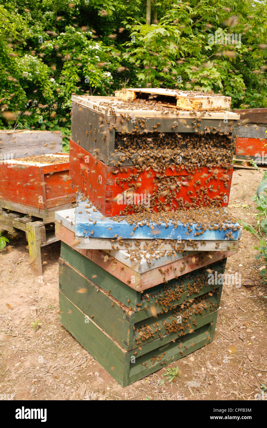L'apiculture professionnelle. Ruches d'abeille à miel (Apis mellifera) ouvert à l'examen. Shropshire, Angleterre. Banque D'Images