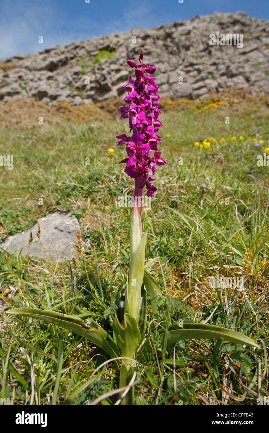 Fleur de l'Orchidée pourpre (Orchis mascula) sur le haut d'une falaise. Le Gower, le Pays de Galles. Banque D'Images
