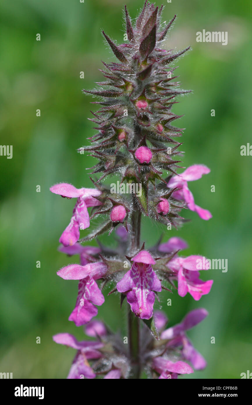 Fleurs de Marsh Woundwort (Stachys palustris). Powys, Pays de Galles. Banque D'Images