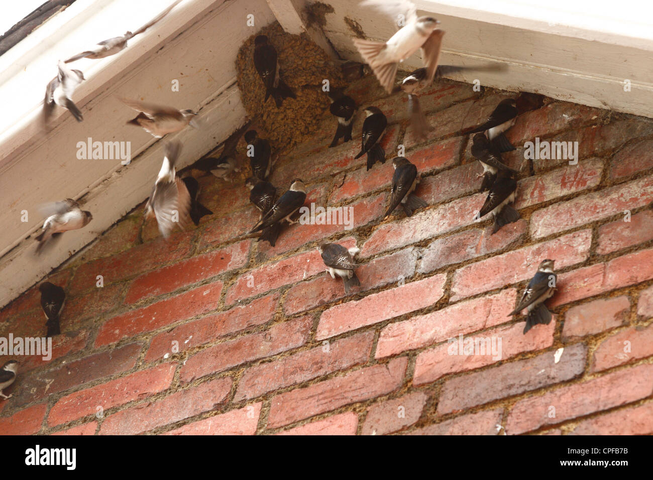 (Delichon urbica) les jeunes oiseaux nids potentiels de prospection sous un toit de maison avant la migration d'automne. Banque D'Images