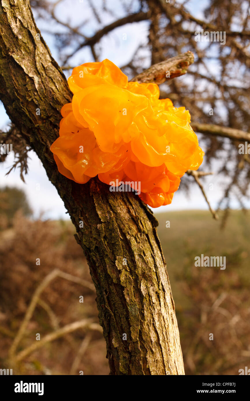 Cerveau jaune champignon (Tremella mesenterica) la fructification sur l'ajonc (Ulex). Powys, Pays de Galles. Décembre. Banque D'Images