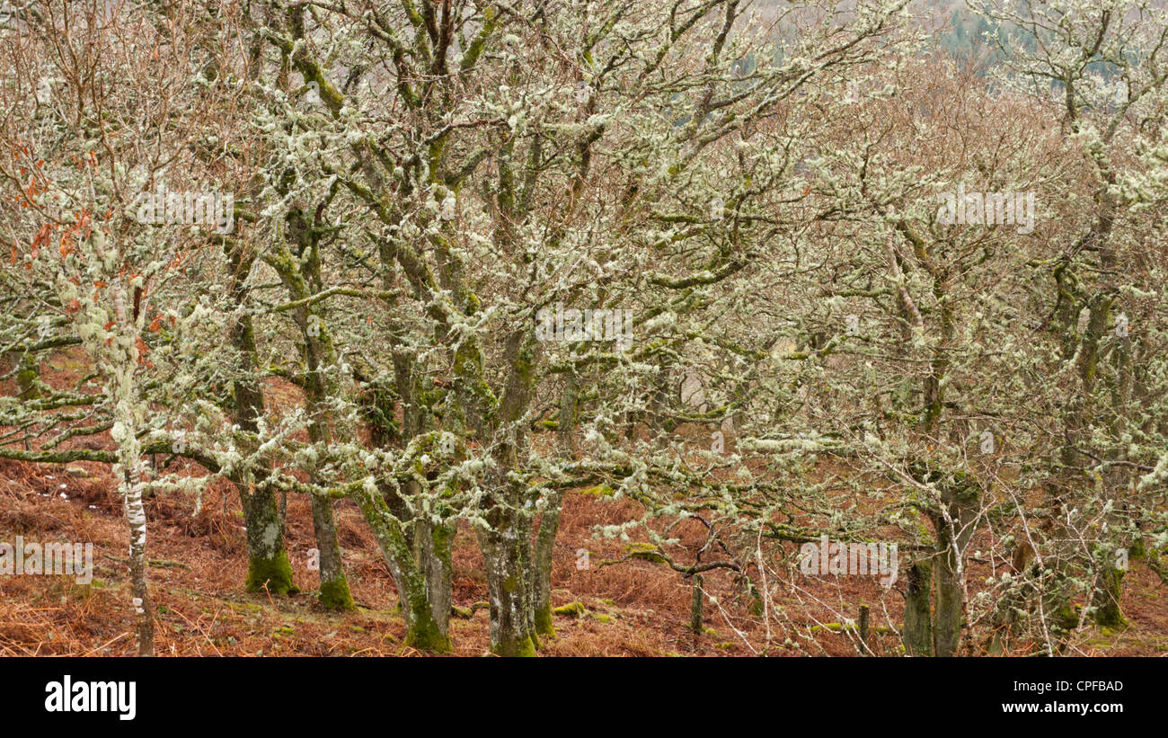 Les arbres de chêne sessile (Quercus petraea) avec vaste la croissance des lichens dans une région des hautes terres. Elan Valley, Powys, Pays de Galles. Février. Banque D'Images
