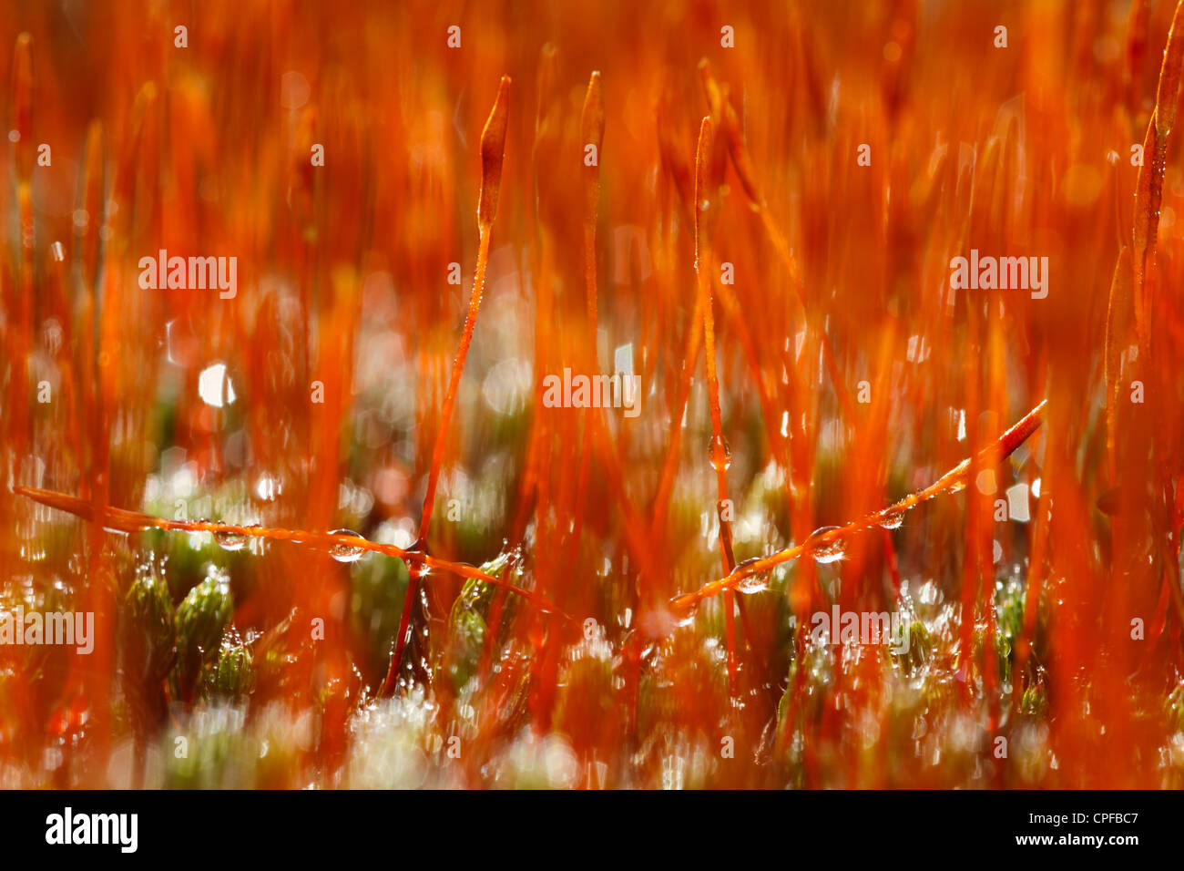 À feuilles de genévrier (Polytrichum juniperinum Marginées) femmes plantes croissant capsules spore, Powys, Pays de Galles. Mars. Banque D'Images