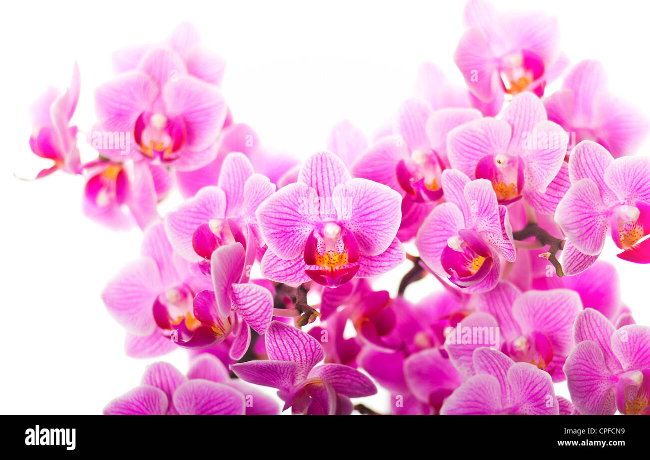 Classic pink orchid floral background Banque D'Images