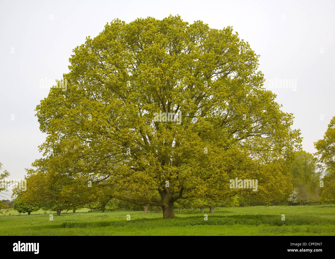 Arbre de chêne Quercus robur, Sutton, Suffolk, Angleterre Banque D'Images