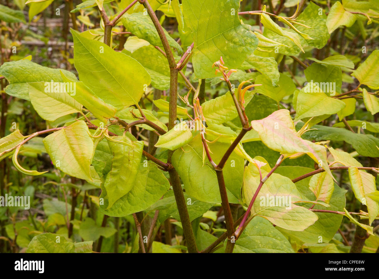 La renouée du Japon Fallopia japonica plantes close up Banque D'Images