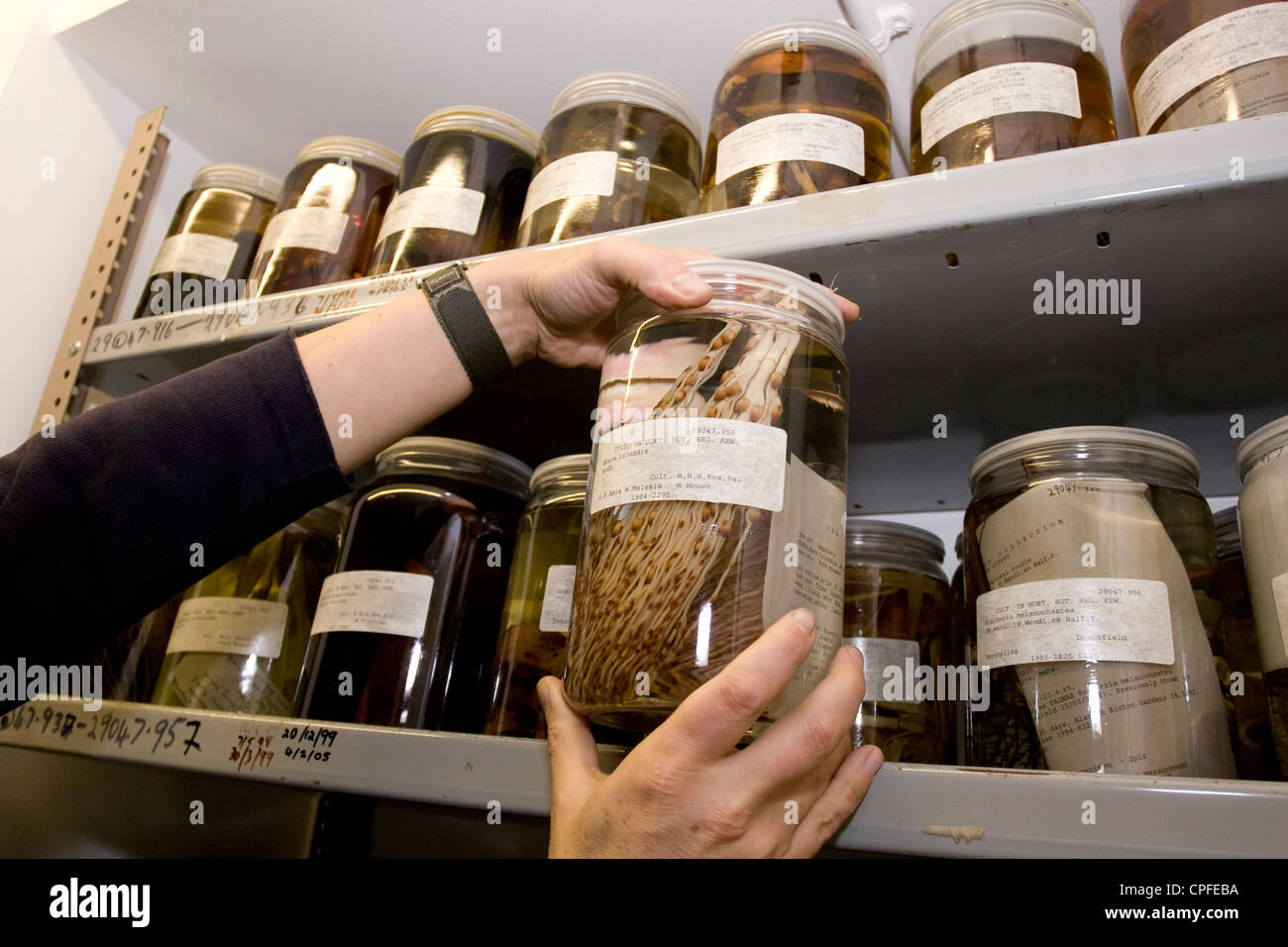 Dans les coulisses de Royal Botanic Gardens, Kew, Londres Banque D'Images