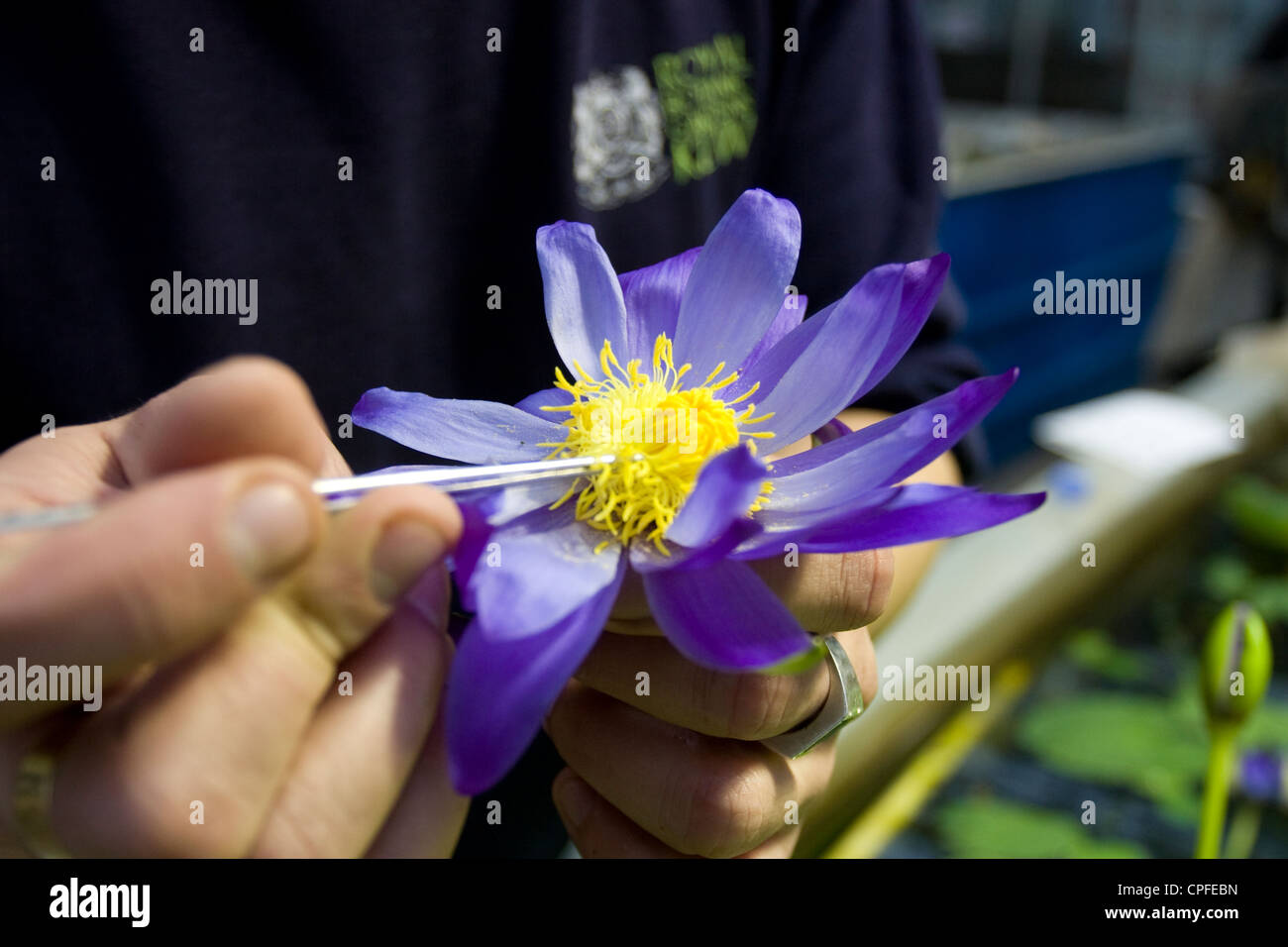 Dans les coulisses de Royal Botanic Gardens, Kew, Londres Banque D'Images
