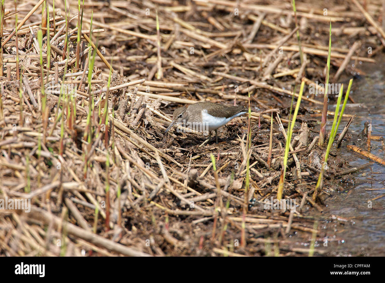 Chevalier grivelé (Actitis hypoleucos commune) se nourrissent dans les eaux peu profondes le long du bord d'un plan d'eau Banque D'Images