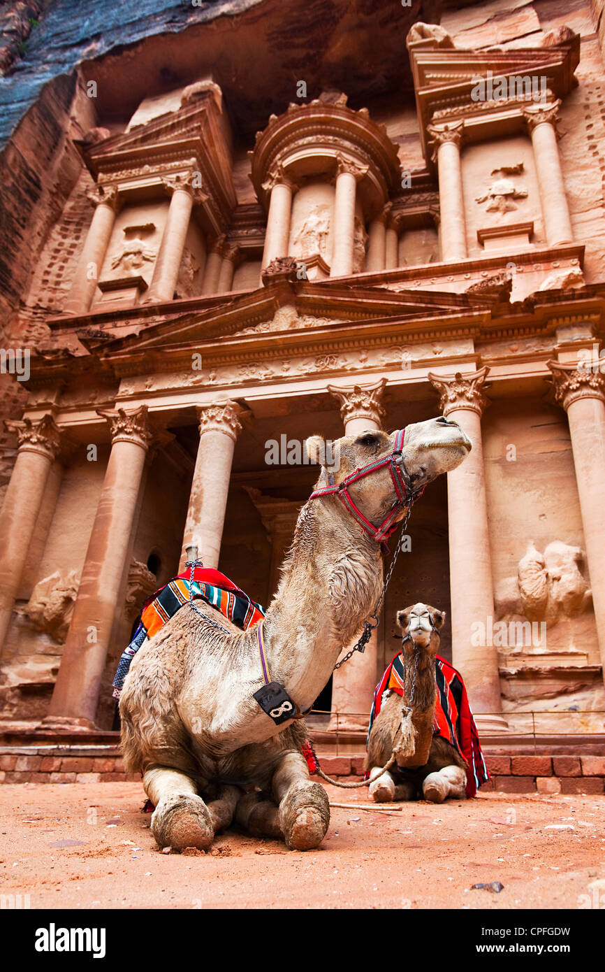 Les chameaux se reposer par le Conseil du Trésor (Al-Khazneh), Petra, Jordanie, Asie occidentale Banque D'Images